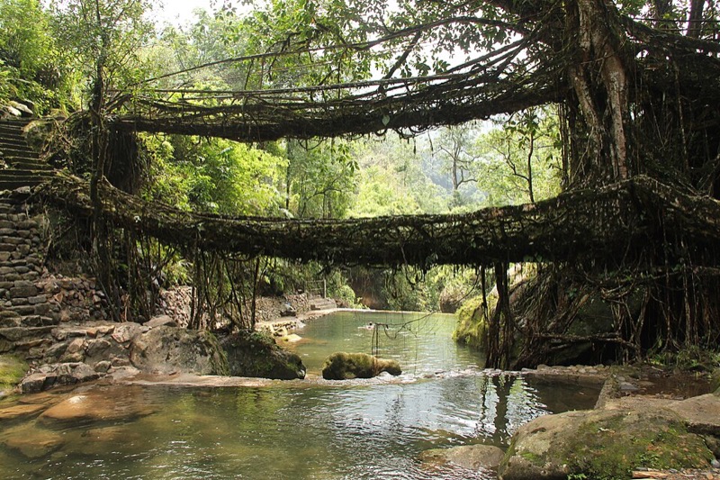 Double-decker living root bridge, Nongriat